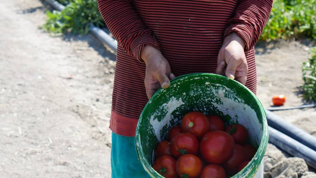 Kış hazırlıklarının olmazsa olmazı! Bu domateste hasat farklı oluyor: Herkes kendi topluyor 2